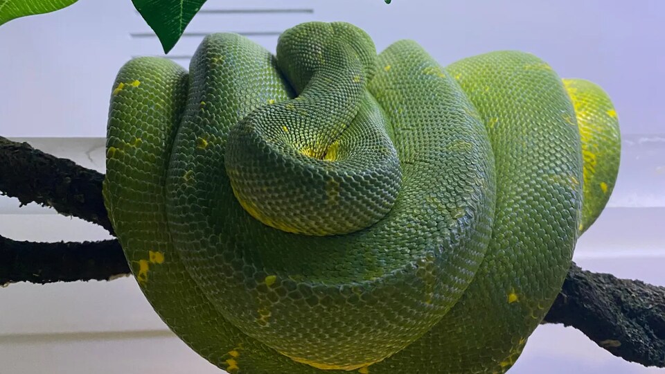 Un python recroquevillé sur une branche.