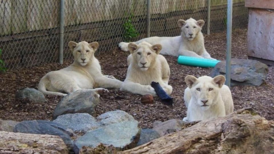Un Zoo Prive Qui Compte 450 Animaux Est A Vendre A Chatham Kent Radio Canada Ca