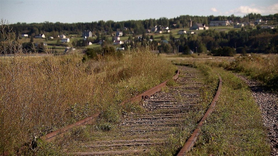 La végétation pousse dans un tronçon de chemin de fer.