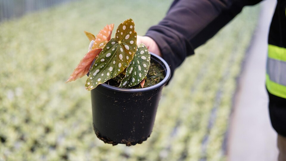 Les Plantes Tropicales Une Industrie Qui Pousse Radio Canada Ca