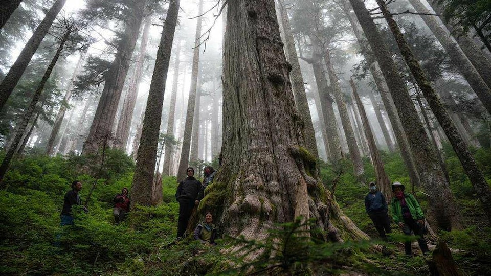 Un groupe de personnes autour d'un arbre géant dans une forêt. 