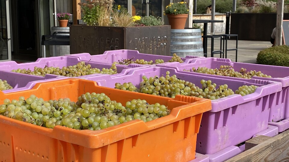 Des grappes de raisins verts sont dans des caisses empilées devant la boutique de Benjamin Bridge.