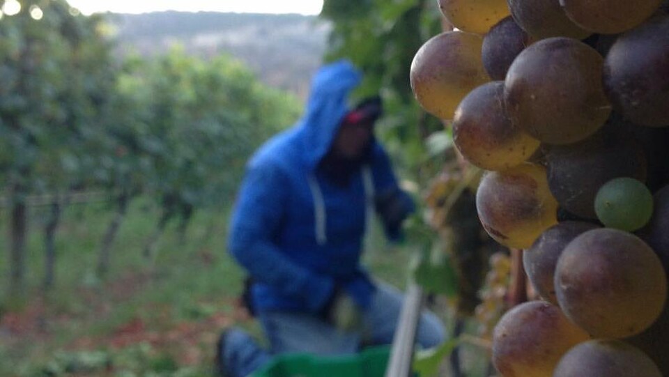 Une grappe de raisins sur une vigne avoir un cueilleur en arrière-plan