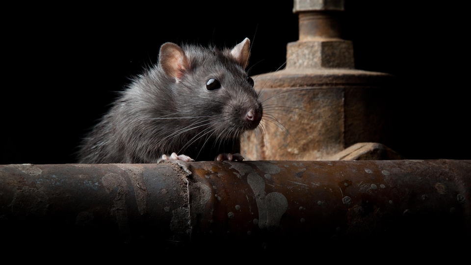Un rat surgit de derrière un tuyau.