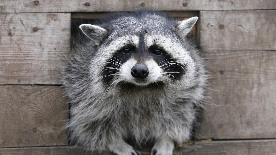 Un animal, qui a des oreilles pointues, des moustaches et des pattes qui peuvent ressembler à des mains d'humain, semble nous regarder droit dans les yeux. Il a la moitié du corps sorti à l'extérieur d'une cabane en bois et il est photographié de face.