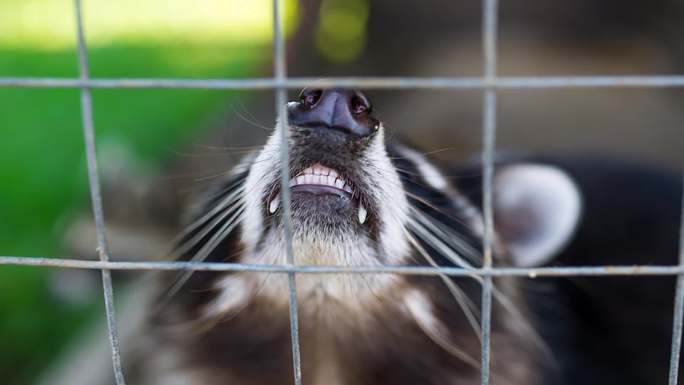 Une raton laveur montrant les dents.