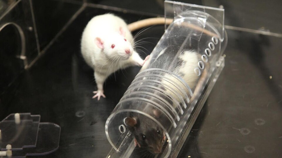 Deux rats, dont l'un est captif dans un tube de plastique.