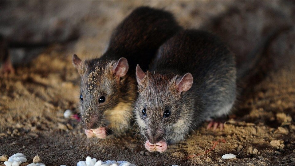 Deux rats grignotant de la nourriture.