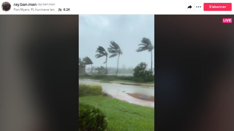 Des palmiers sont recourbés par des rafales, sur une vidéo en direct publiée sur TikTok. 
