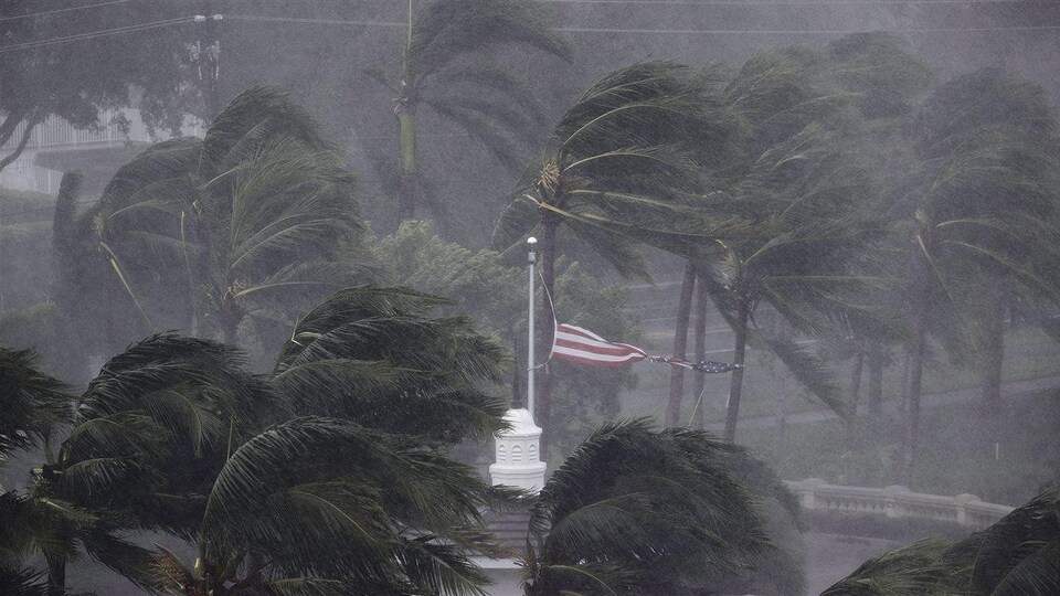 Les palmiers touchés par l'ouragan Irma, en 2017.