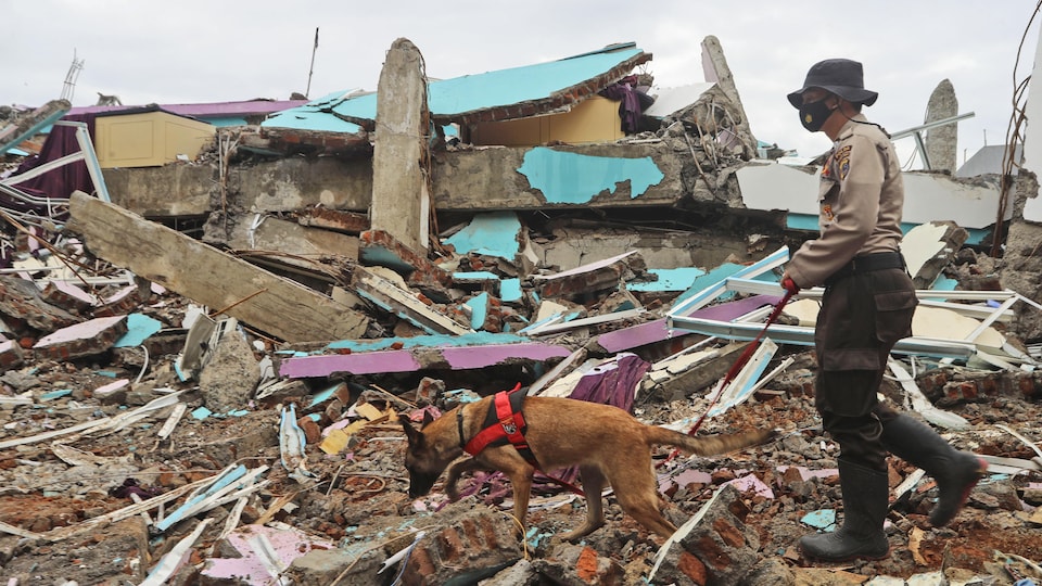 Un officier de police conduit un chien renifleur lors d'une recherche de victimes sur les ruines d'un bâtiment aplati par un tremblement de terre.