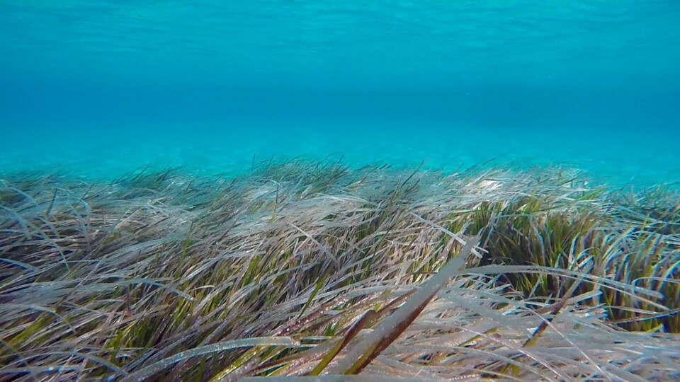 Un herbier marin au fond de la baie de Tampa.