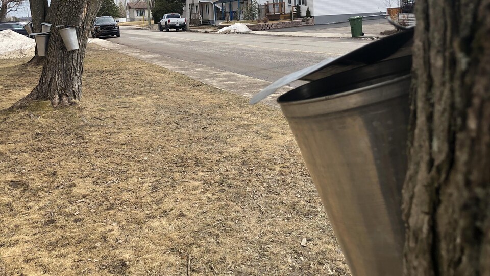 Des érables situés en bordure de la rue ont été entaillés.