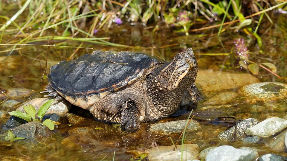 Une tortue serpentine sur des roches dans un lac.