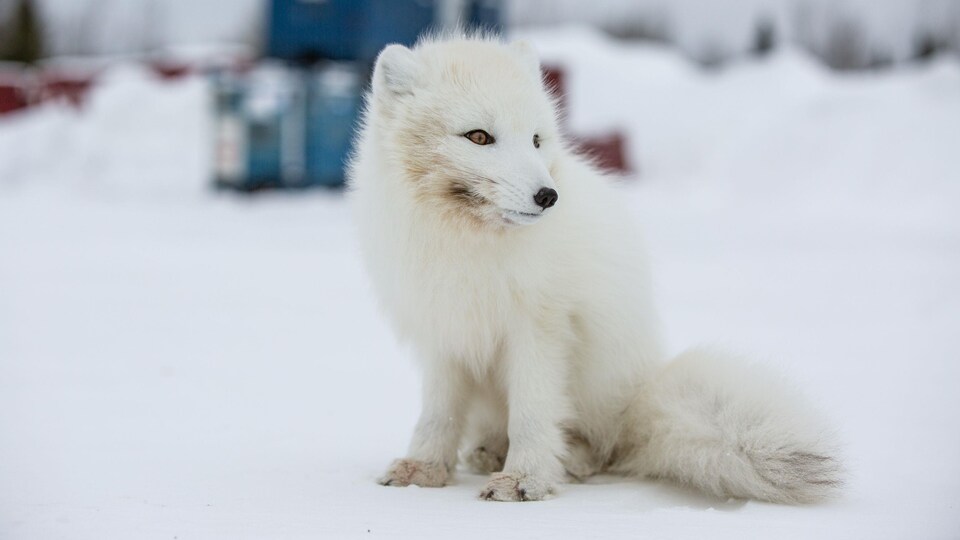 An arctic fox sitting in the snow near a business.