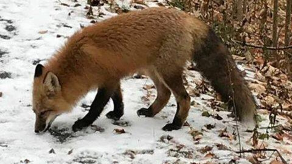 Un Renard Qui Etonne Et Inquiete Sur Les Plaines D Abraham Radio Canada Ca