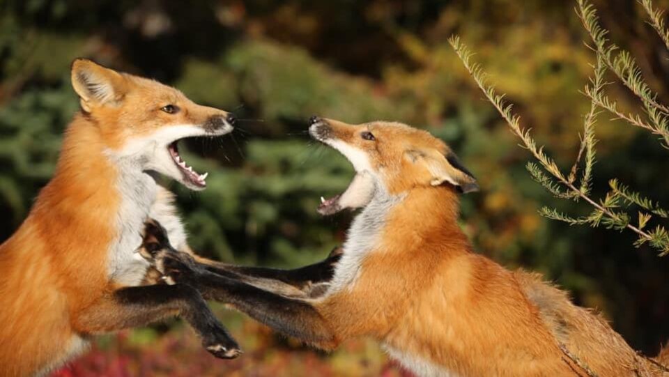 Deux renards la bouche ouverte. 