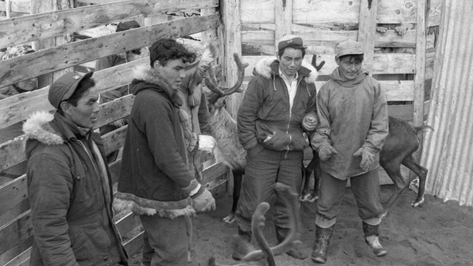 Quatre gardiens de rennes se tiennent dans un enclos avec des rennes, en 1955.