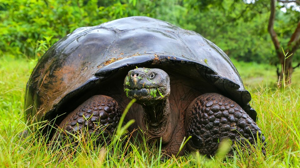 Une tortue mange de l'herbe.