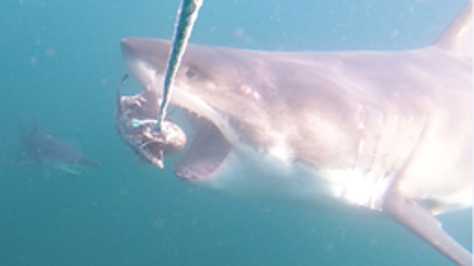 Une perche avec un appât tendue à un requin qui ouvre la bouche.