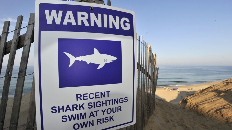 Un panneau accroché sur une clôture en bois avertit les visiteurs d'être vigilants étant donné que des requins ont été aperçus dans les environs.