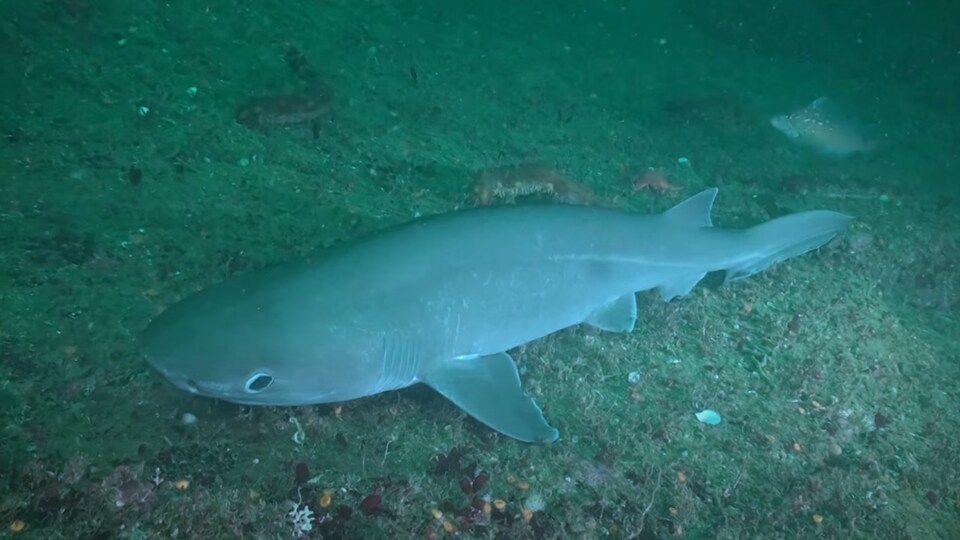 un requin griset