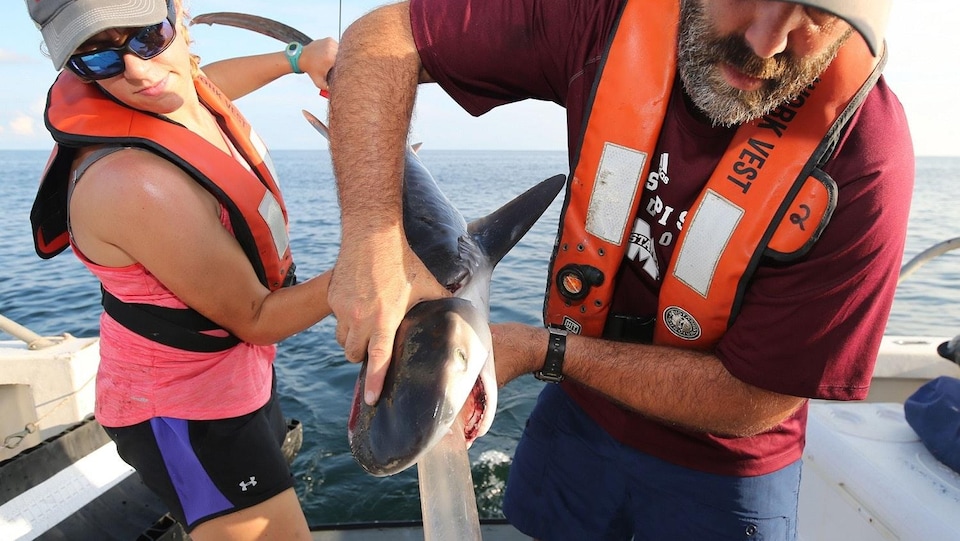 Des biologistes recueillent le contenu de l'estomac des requins-tigres afin de savoir ce qu'ils mangent.
