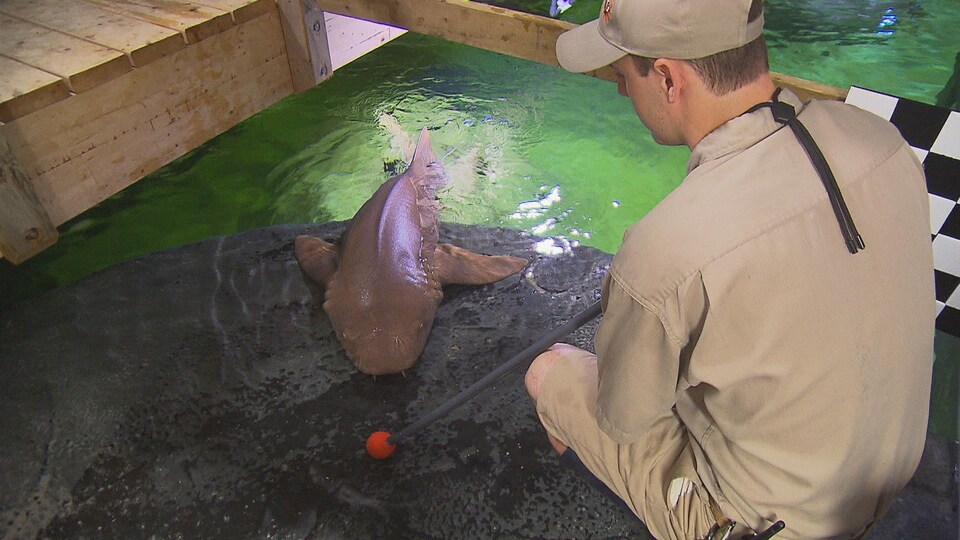 Un requin appelé par une cible et un sifflet pour subir un examen volontaire au Zoo de Granby