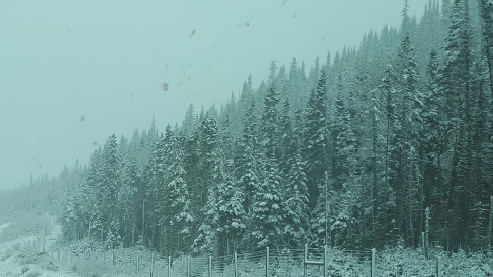De la neige recouvre des conifères.