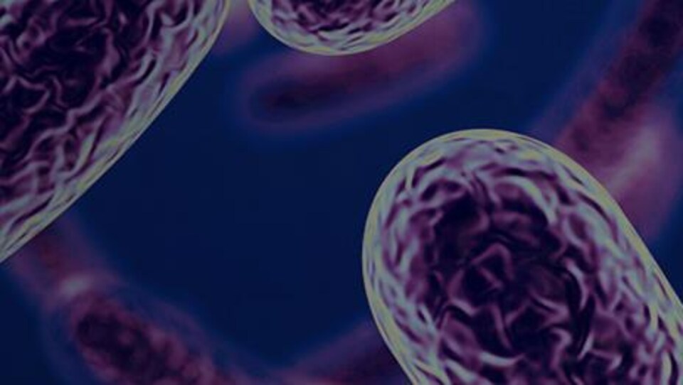 Plusieurs bactéries deviennent résistantes aux antibiotiques. Si rien n'est fait, des infections banales ne pourront plus être soignées et elles redeviendront la première cause de mortalité dans le monde.