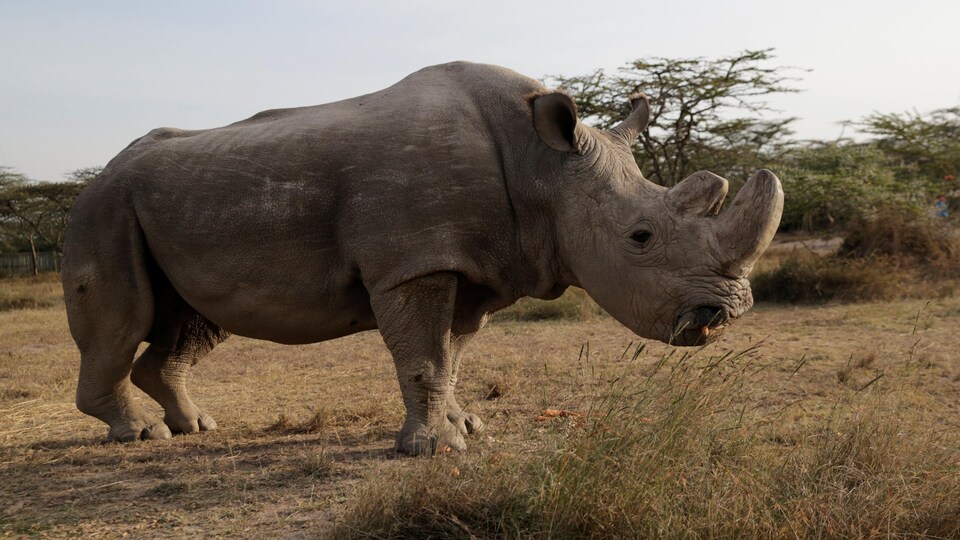 Sudan, le dernier rhinocéros blanc du Nord mâle encore vivant de la planète, vit au Kenya.