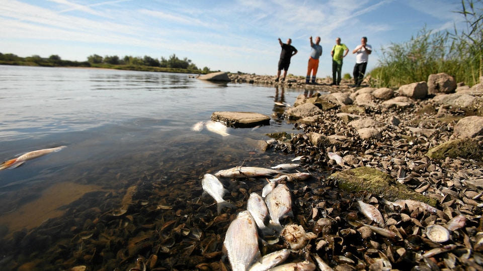 Quatre hommes debout sur la rive d'une rivière observant des poissons morts.