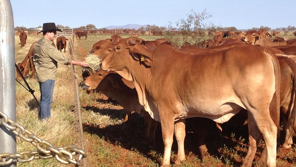 Rob Kinley donne du foin à quelques vaches