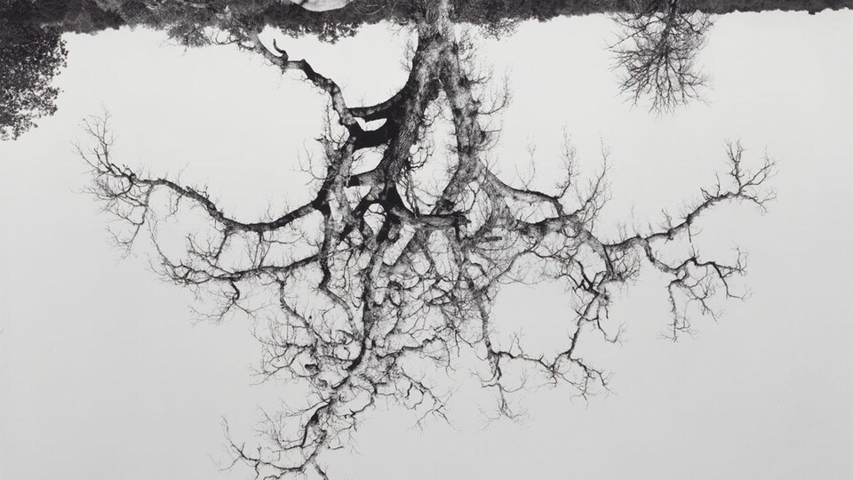 Photographie d'un arbre à l'envers.