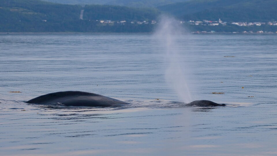 Le dos d'une baleine sort de l'eau. On voit le jet de sa respiration.