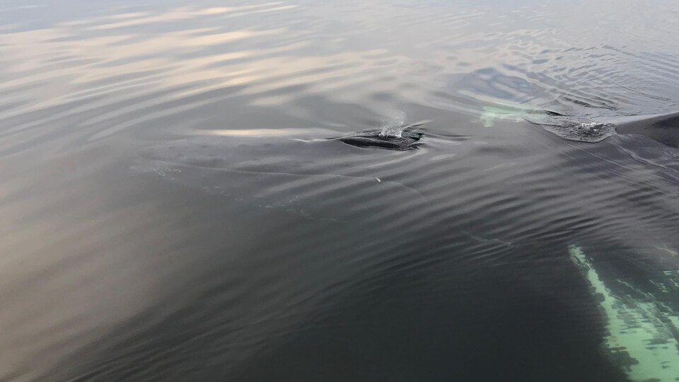 On aperçoit la baleine à travers l'eau