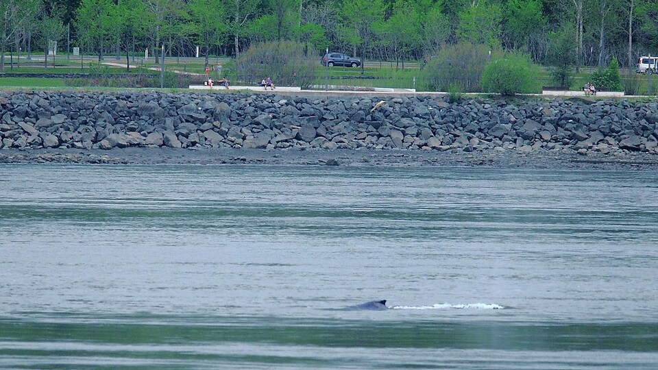 La crête de la baleine est aperçue dans le fleuve. 