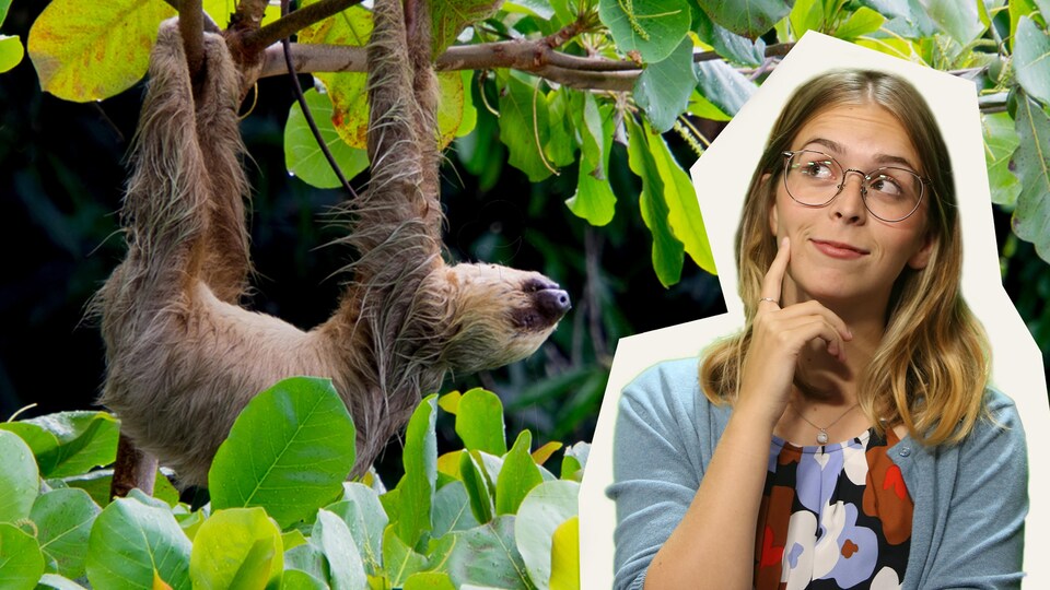 Rosalie Dumais-Beaulieu devant un paresseux.