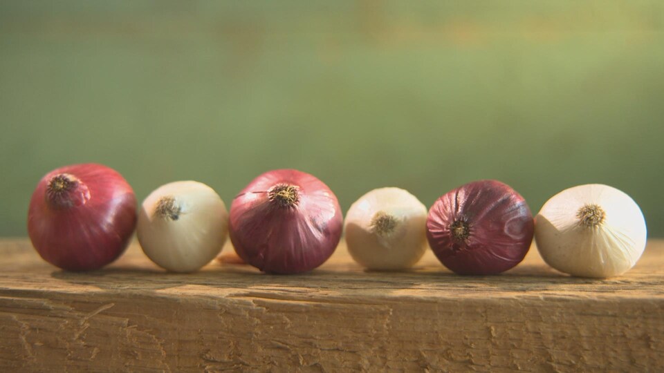 Des oignons rouges et blancs sur une planche de bois