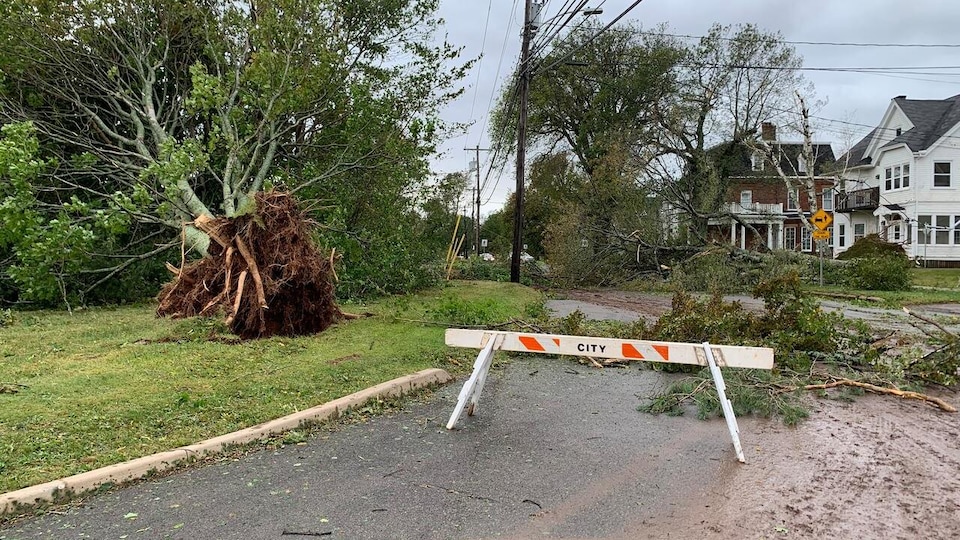 L’accès d’une rue est bloqué, car de nombreuses branches sont sur le parterre.