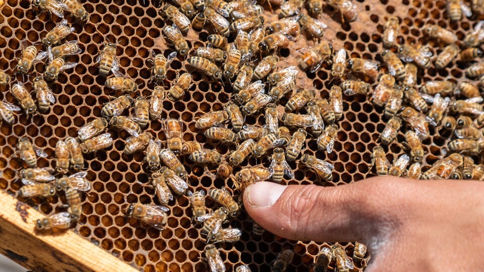 Un apiculteur observe les abeilles dans une ruche.