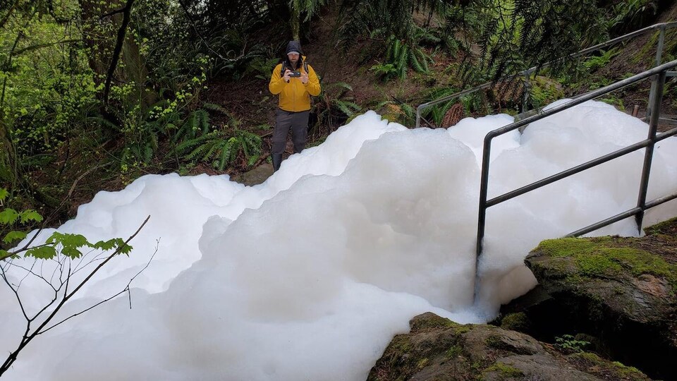 Un ruisseau est couvert de mousse.