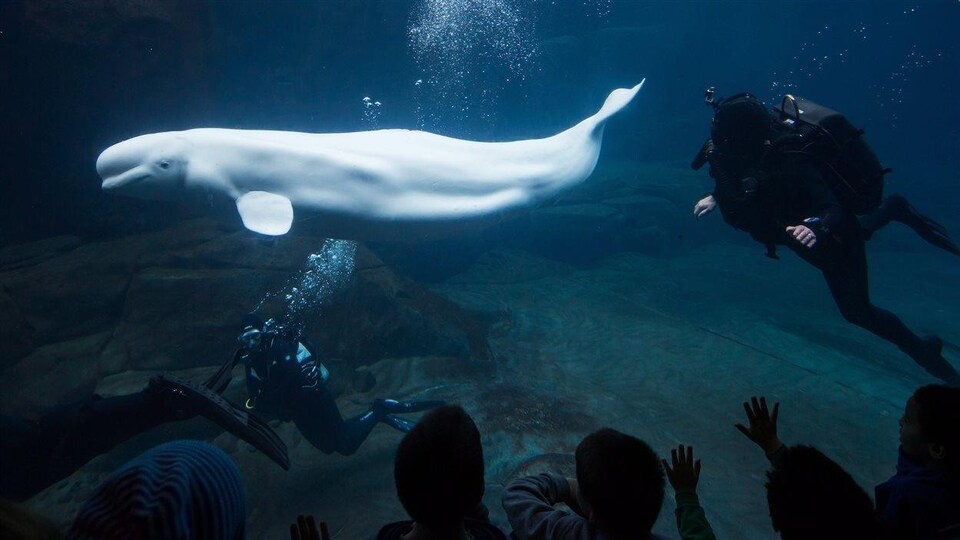 La béluga Aurora à l'Aquarium de Vancouver