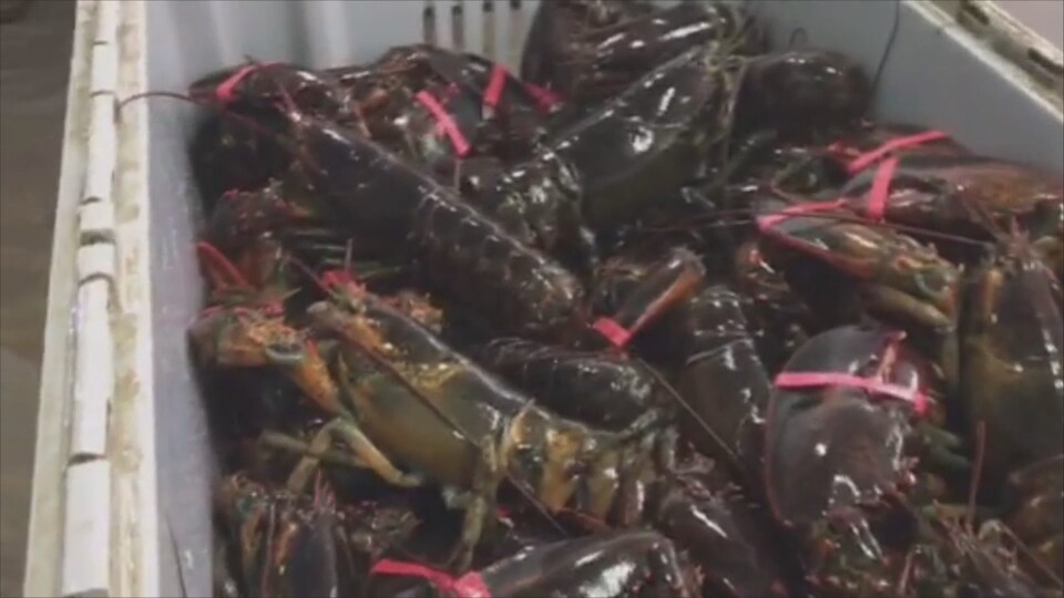 Plusieurs homards