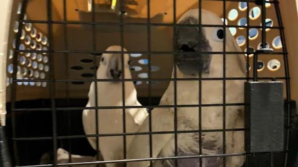 Des perroquets dans une cage.
