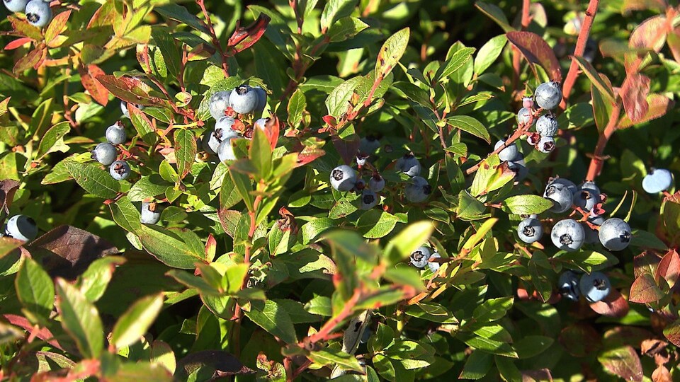 Un plant de bleuets.