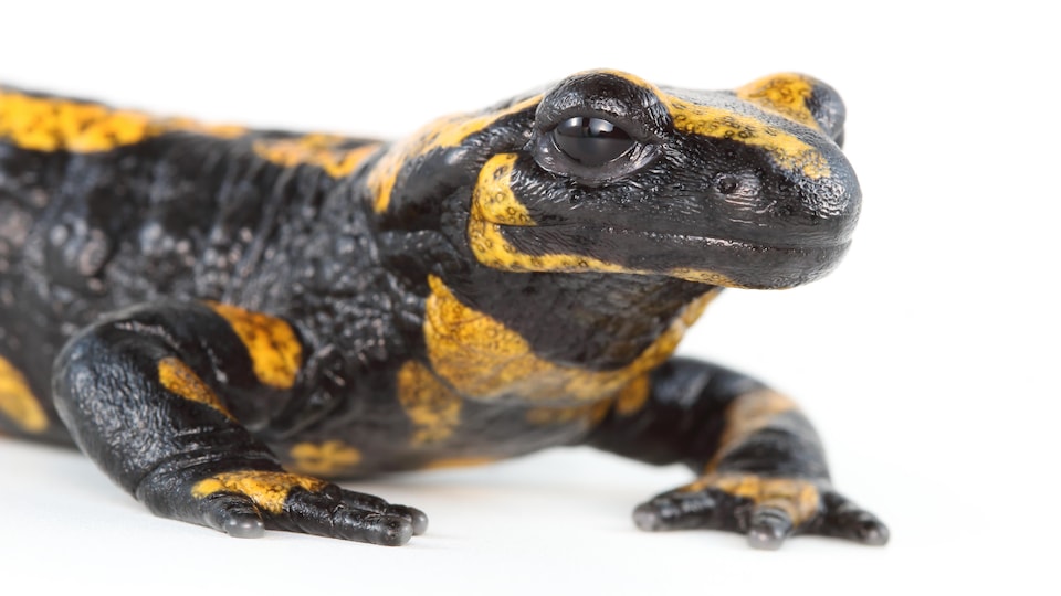 Des petits points noirs sur certaines parties du corps de la salamandre de feu.