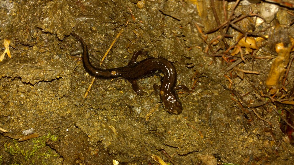 La salamandre sombre du Nord, une espèce menacée, trouve refuge dans un ruisseau de la nouvelle aire protégée