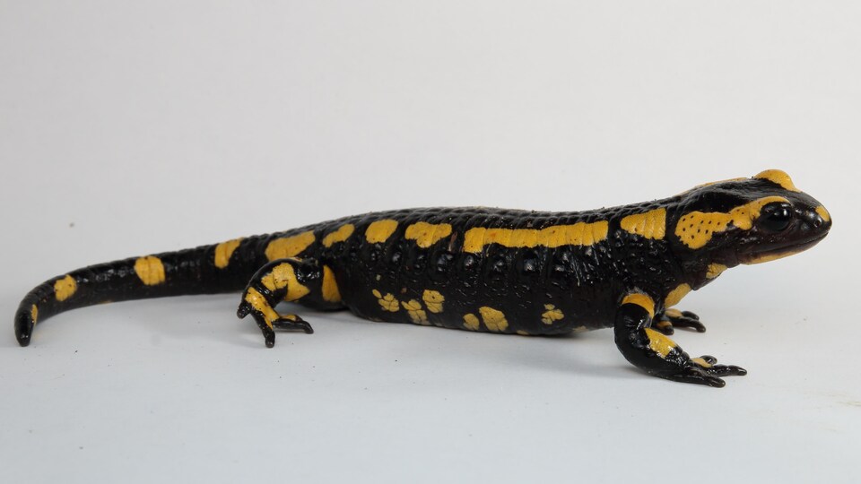 Une sous-espèce de salamandre de feu, <em>Salamandra salamandra terrestris</em>.