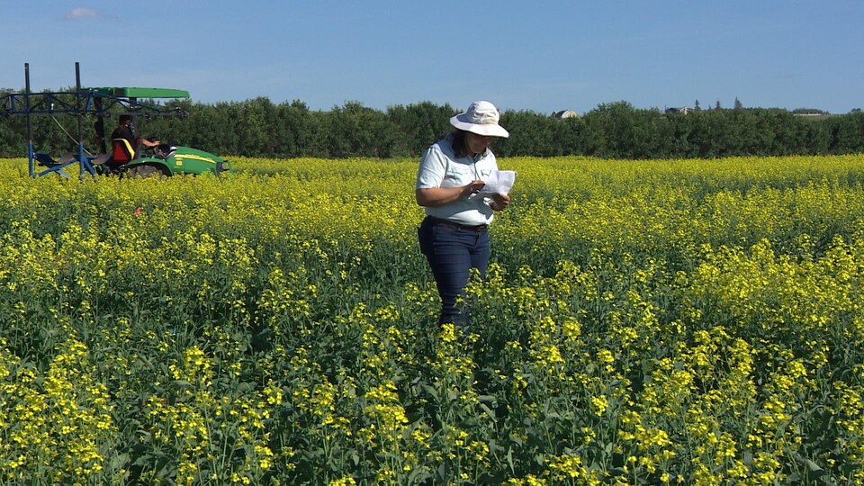 La chercheuse Sally Vail est debout dans un champ de canola aux fleurs jaunes, en tenant une feuille dans sa main, alors qu'un tracteur vert roule dans le champ derrière elle.